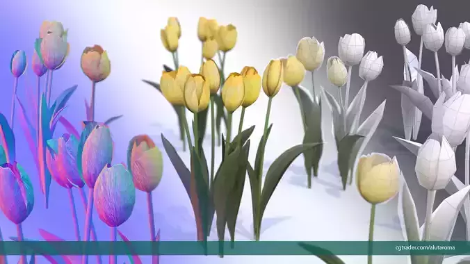 Tulips very LOW POLY detailed textures 63 variations