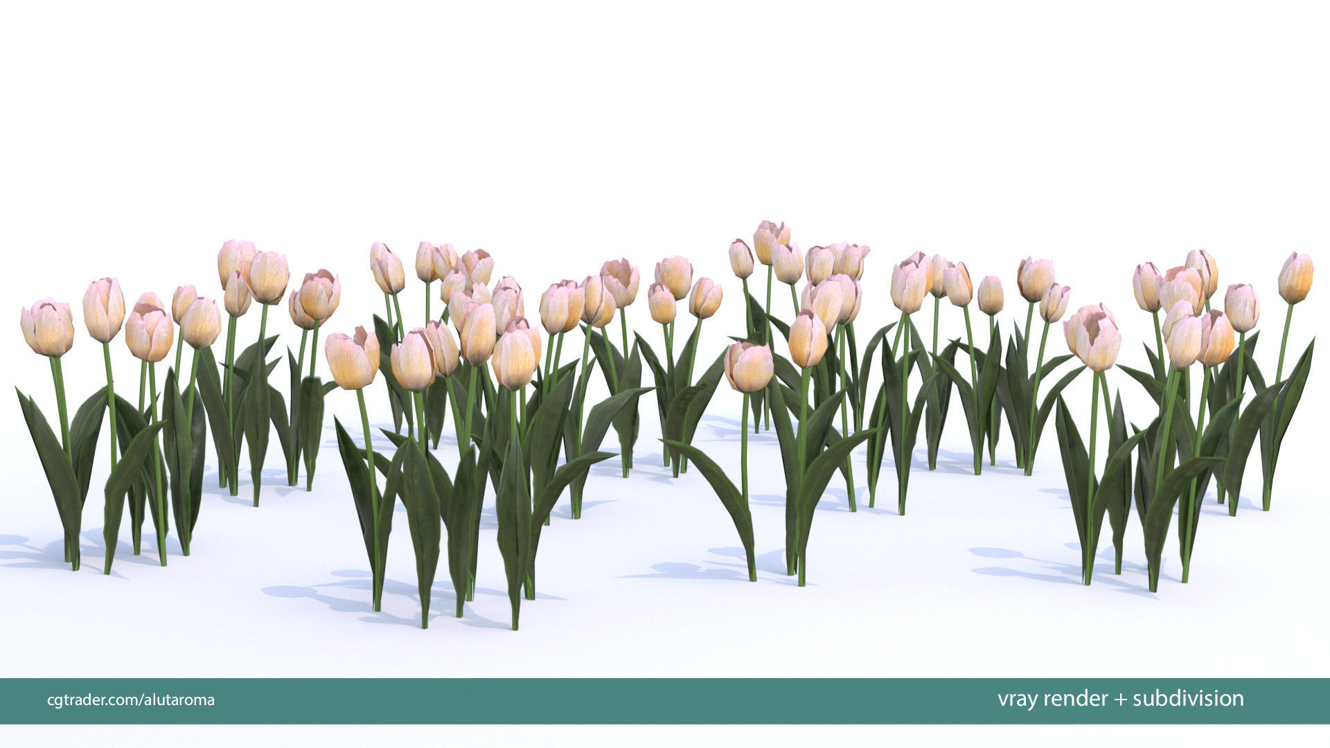 Tulips very LOW POLY detailed textures 63 variations Vray Low-poly 3D model_18