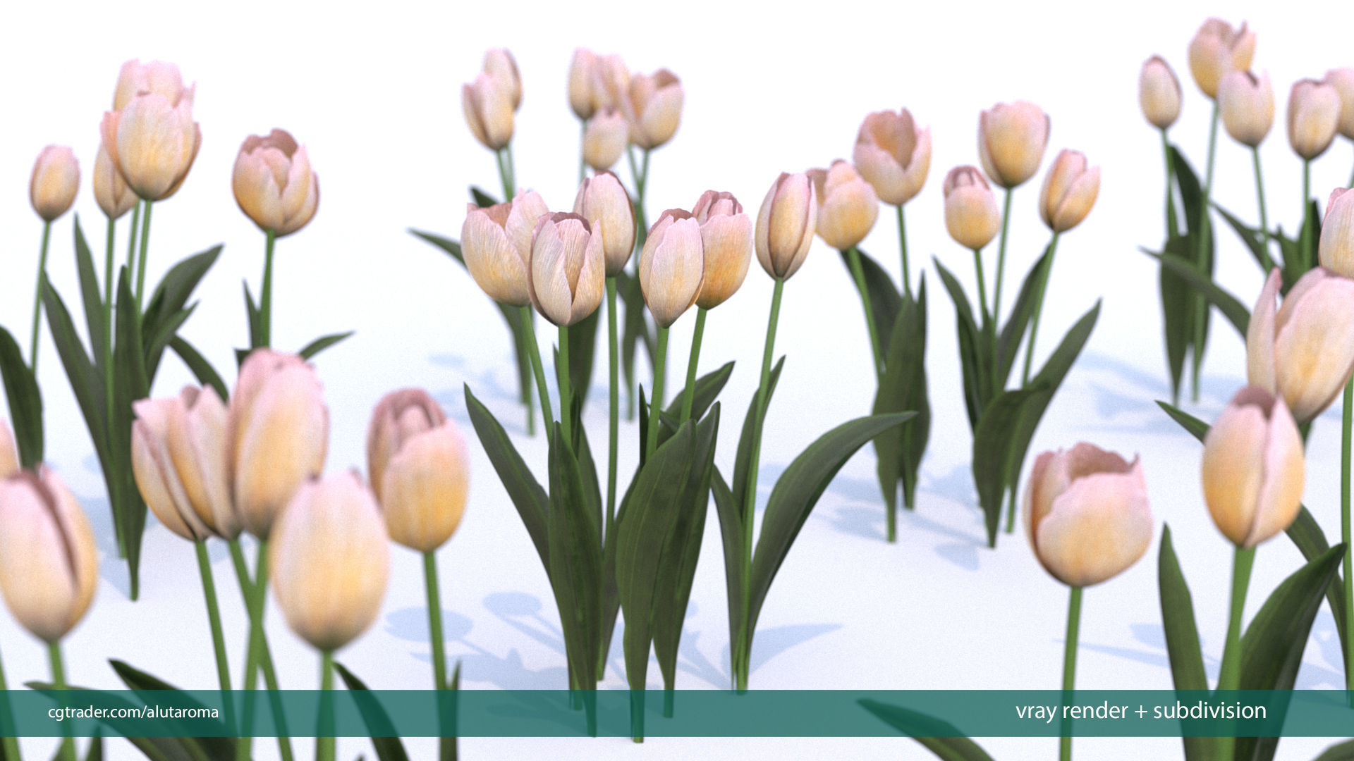Tulips very LOW POLY detailed textures 63 variations Vray Low-poly 3D model_2