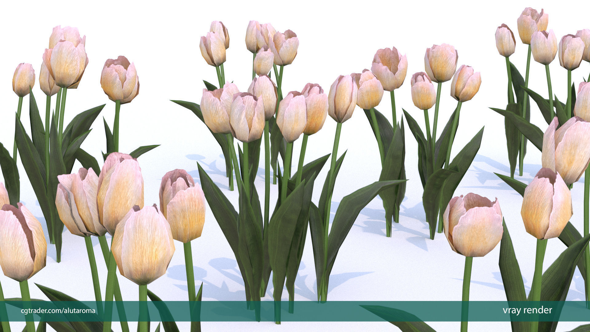 Tulips very LOW POLY detailed textures 63 variations Vray Low-poly 3D model_5
