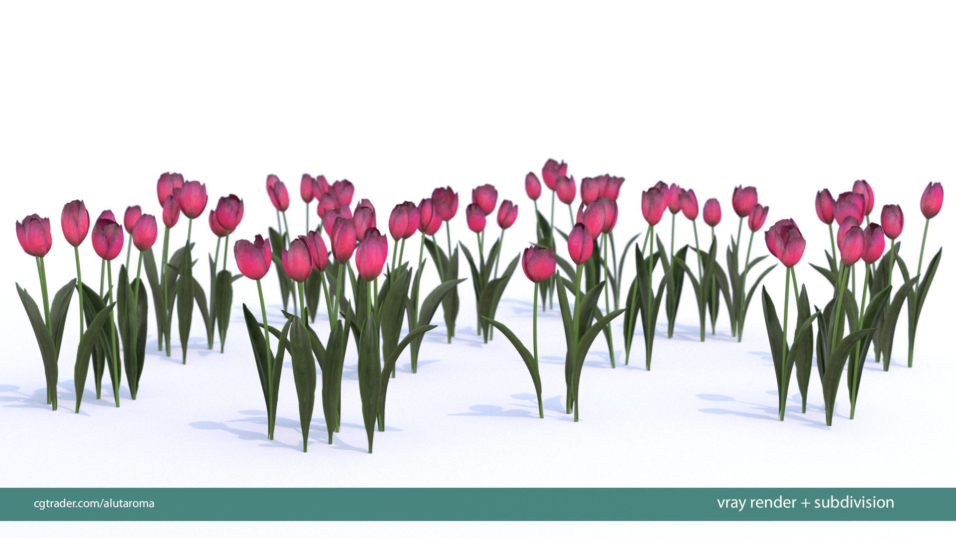 Tulips very LOW POLY detailed textures 63 variations  Low-poly 3D model_18