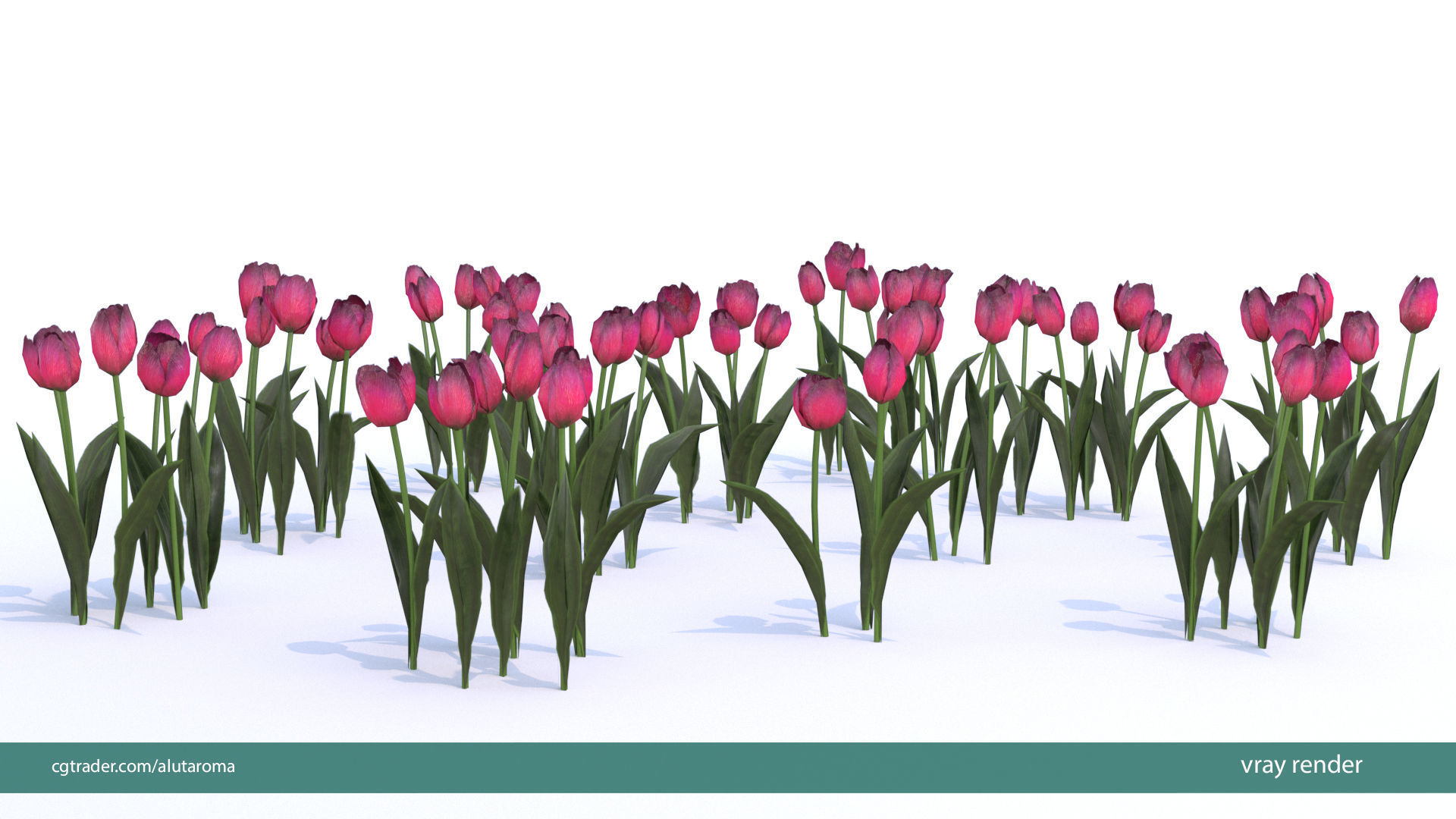 Tulips very LOW POLY detailed textures 63 variations  Low-poly 3D model_21