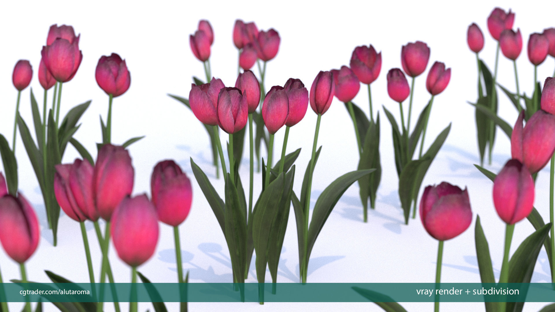Tulips very LOW POLY detailed textures 63 variations  Low-poly 3D model_2