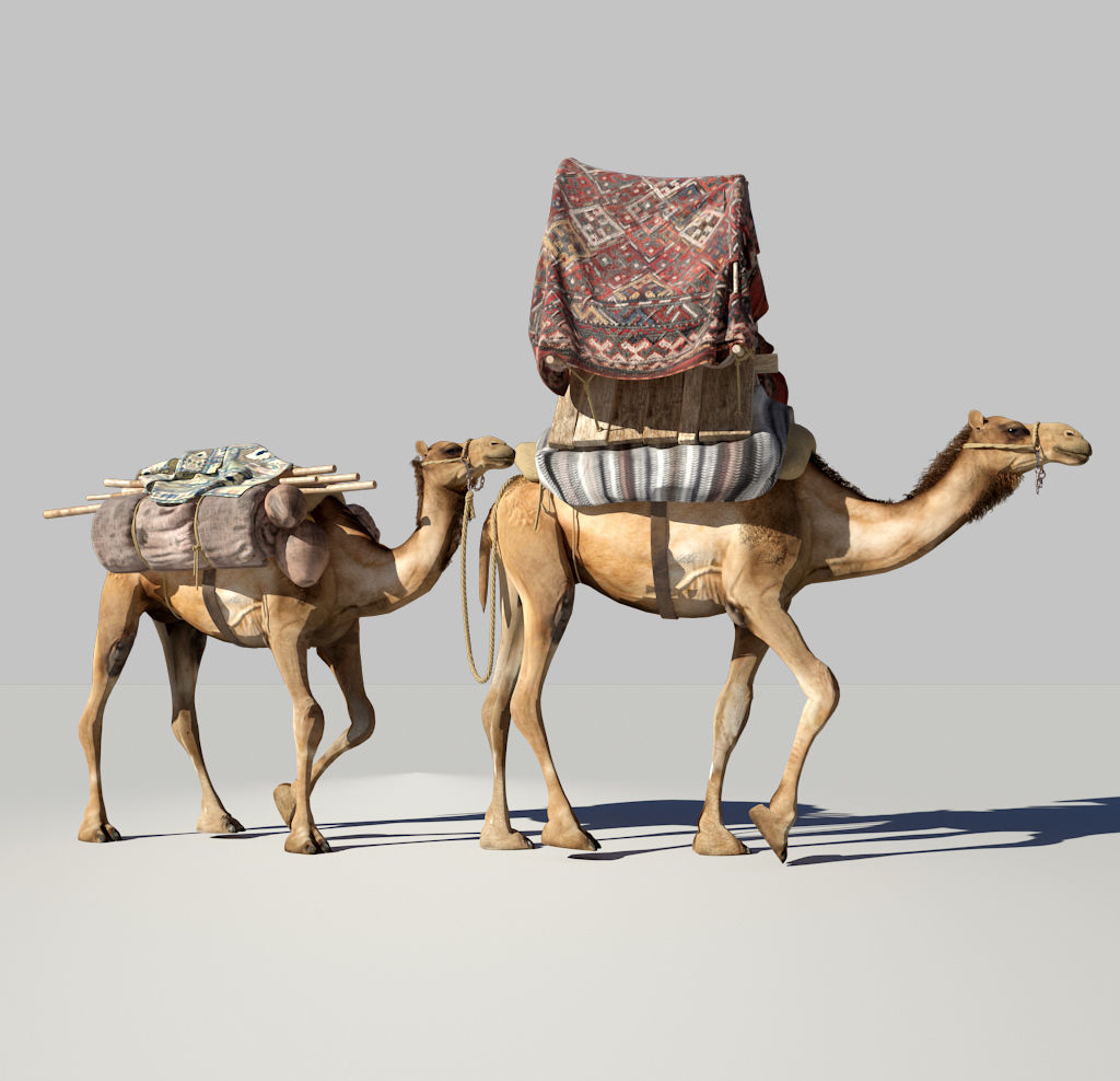 Camel camels 3D model_1