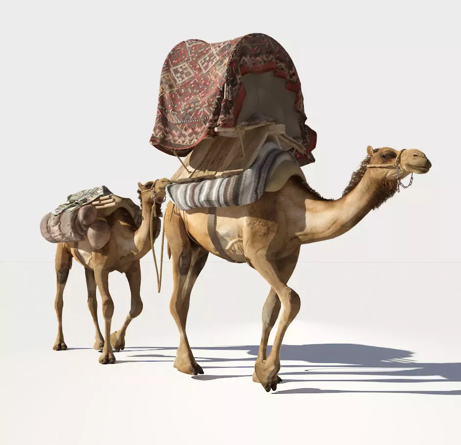 Camel camels 3D model_0