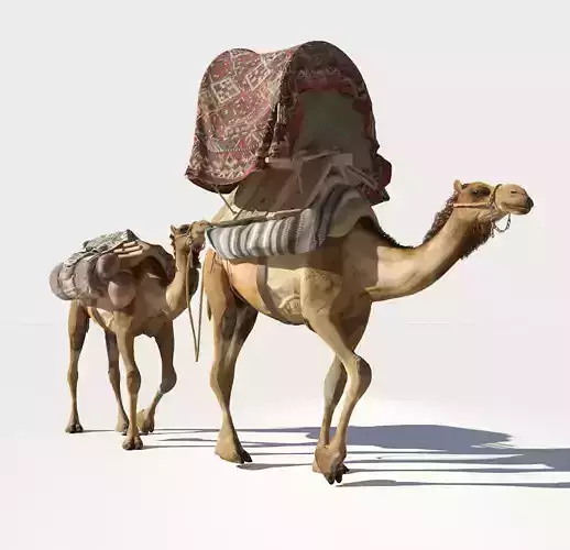 Camel camels 3D model