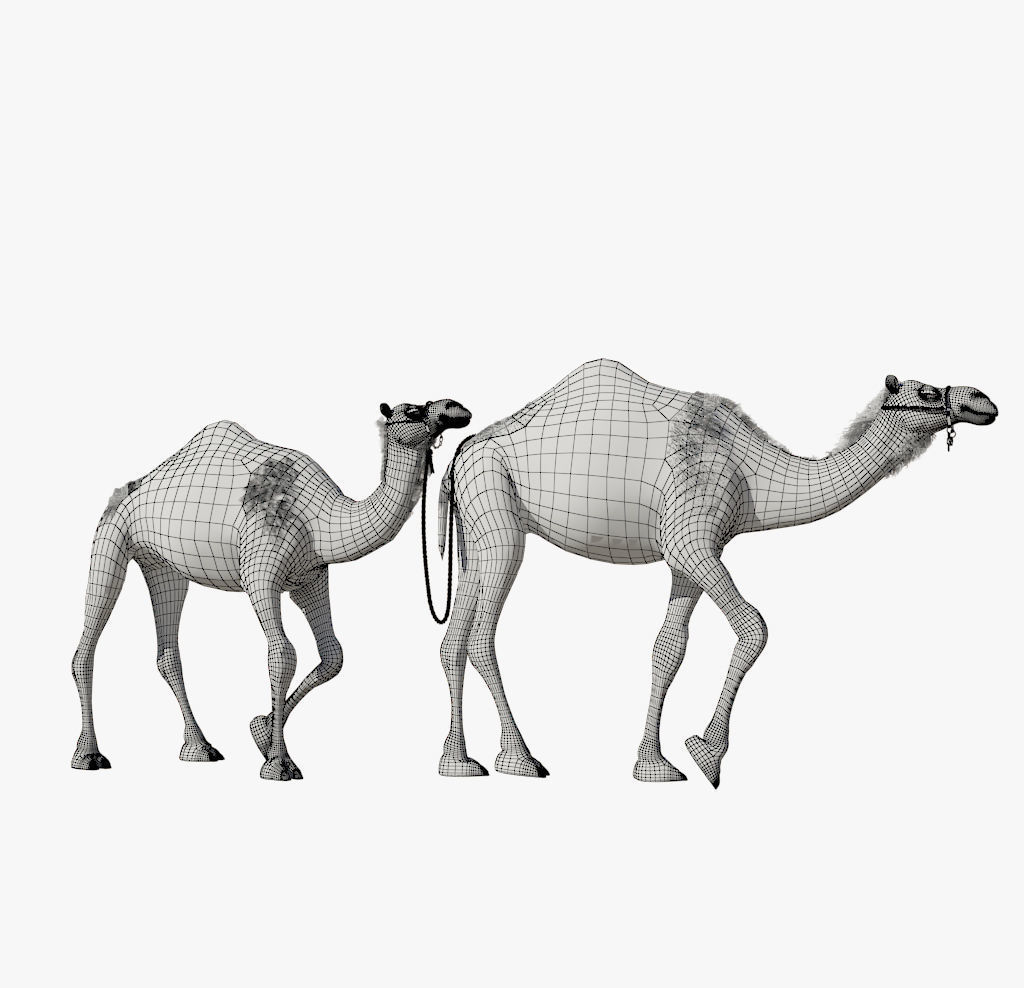 Camel camels 3D model_2
