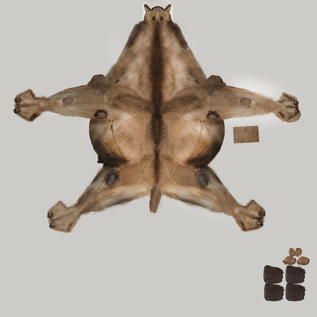 Camel camels 3D model_3