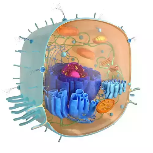 Living cell 3D model