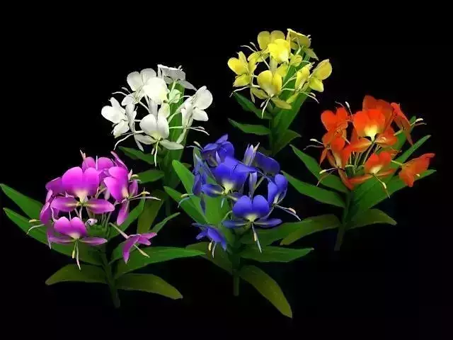 Hedychium coronarium Koenig Flower Low-poly 3D model