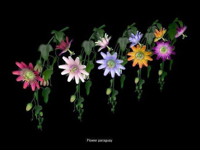 Flower Collections Country World _7