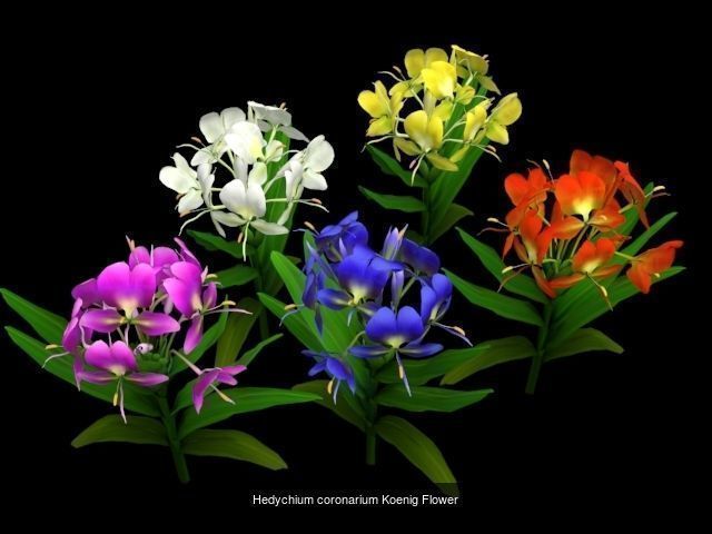 Flower Collections Country World _10