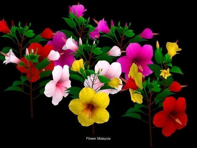 Flower Collections Country World _3