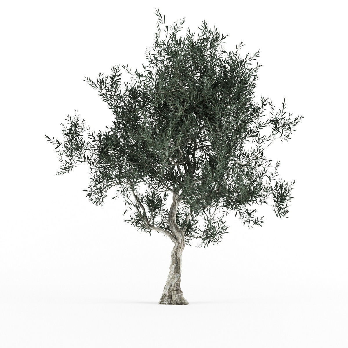 Olive tree 3 var 3D model_1