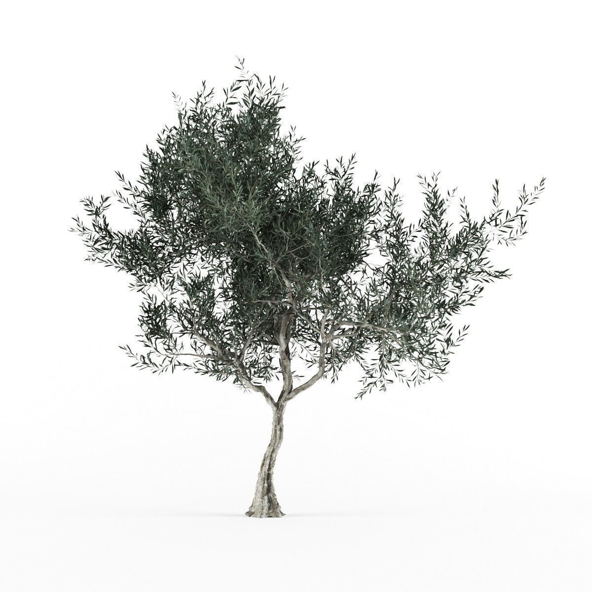 Olive tree 3 var 3D model_3