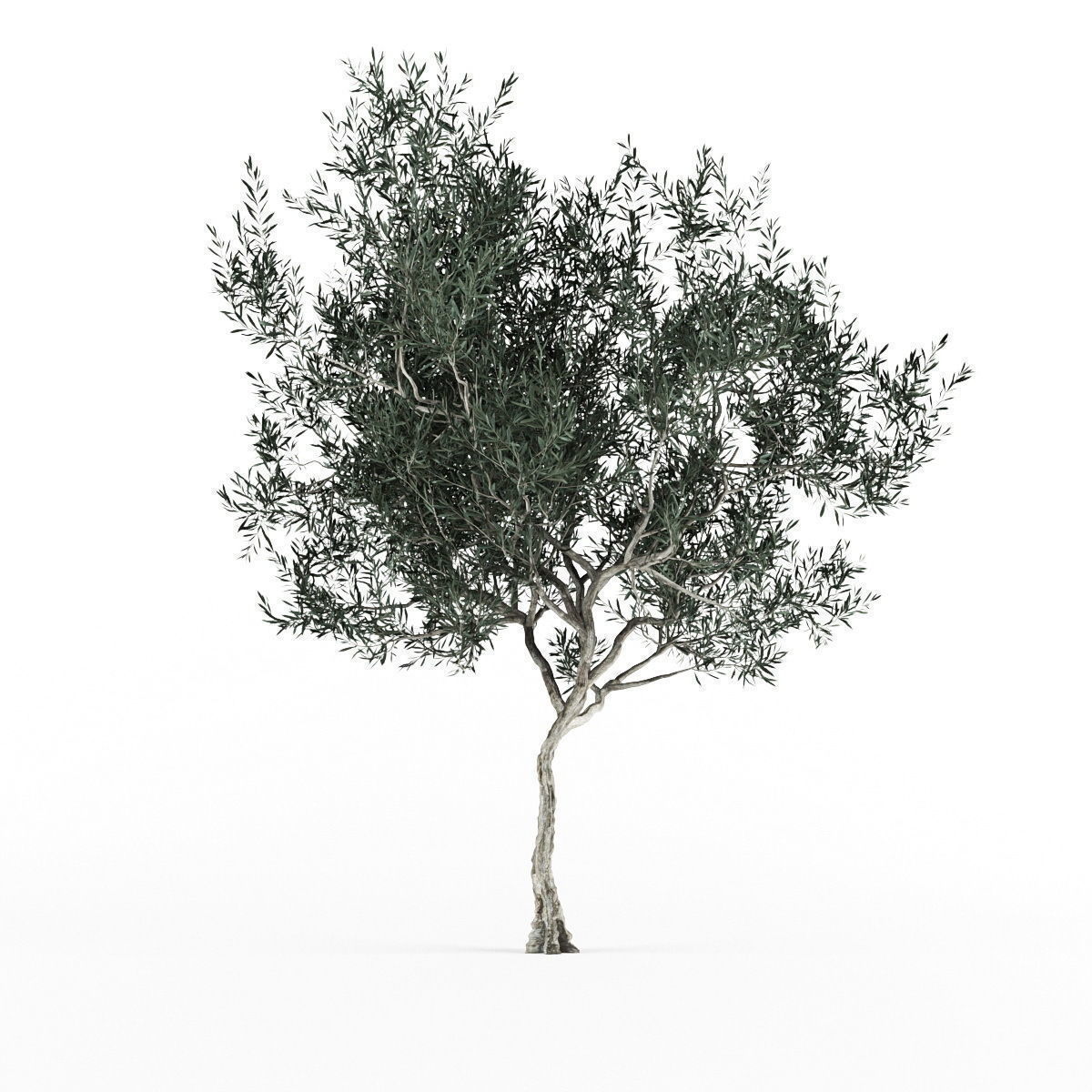 Olive tree 3 var 3D model_2