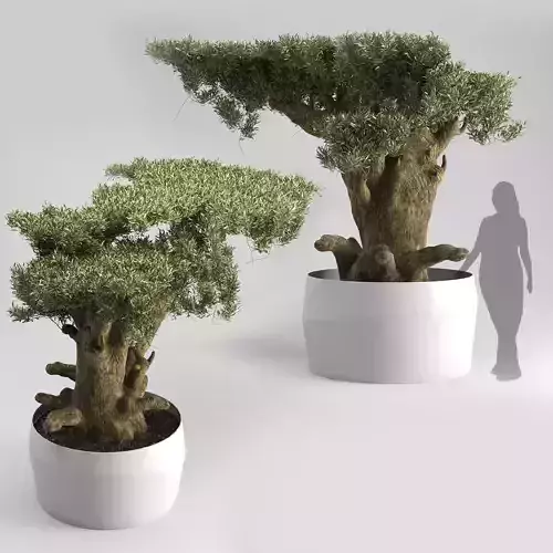 Olive Tree Plates Olea Europaea