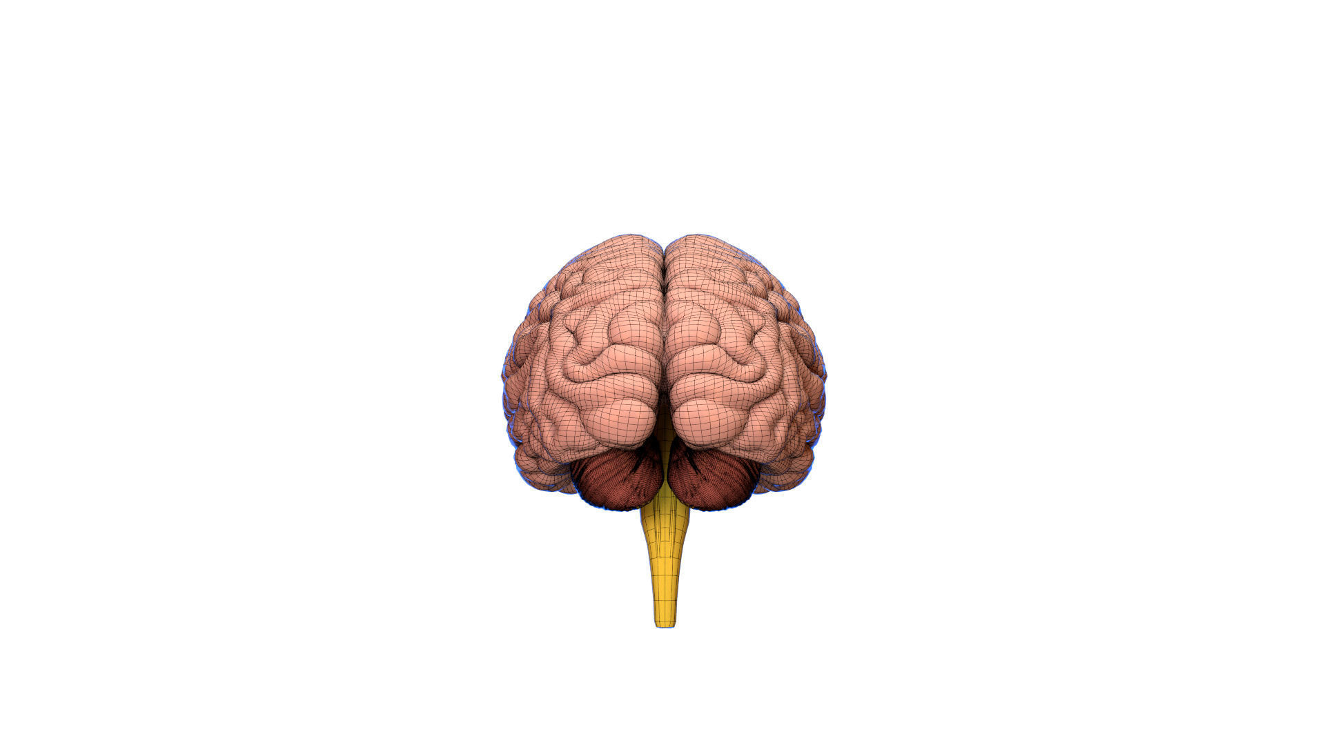 Human Brain 3D model Lymphatic System Low-poly 3D model_6