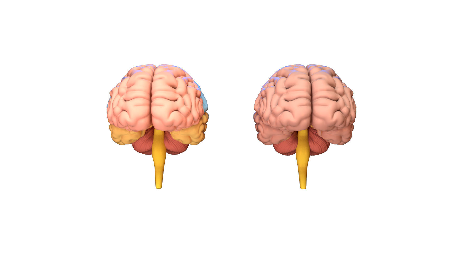 Human Brain 3D model Lymphatic System Low-poly 3D model_2