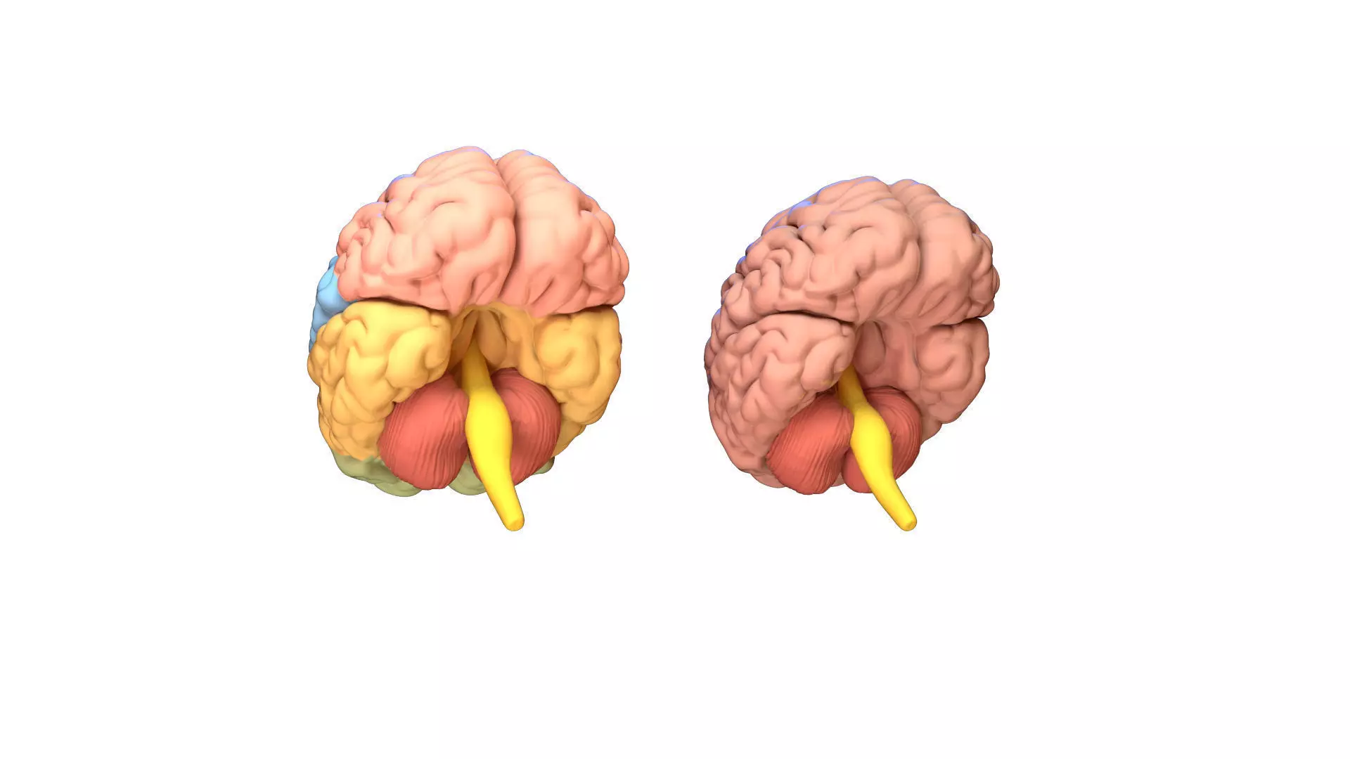 Human Brain 3D model Lymphatic System Low-poly 3D model_0