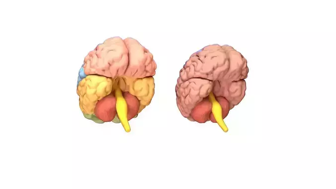 Human Brain 3D model Lymphatic System Low-poly 3D model
