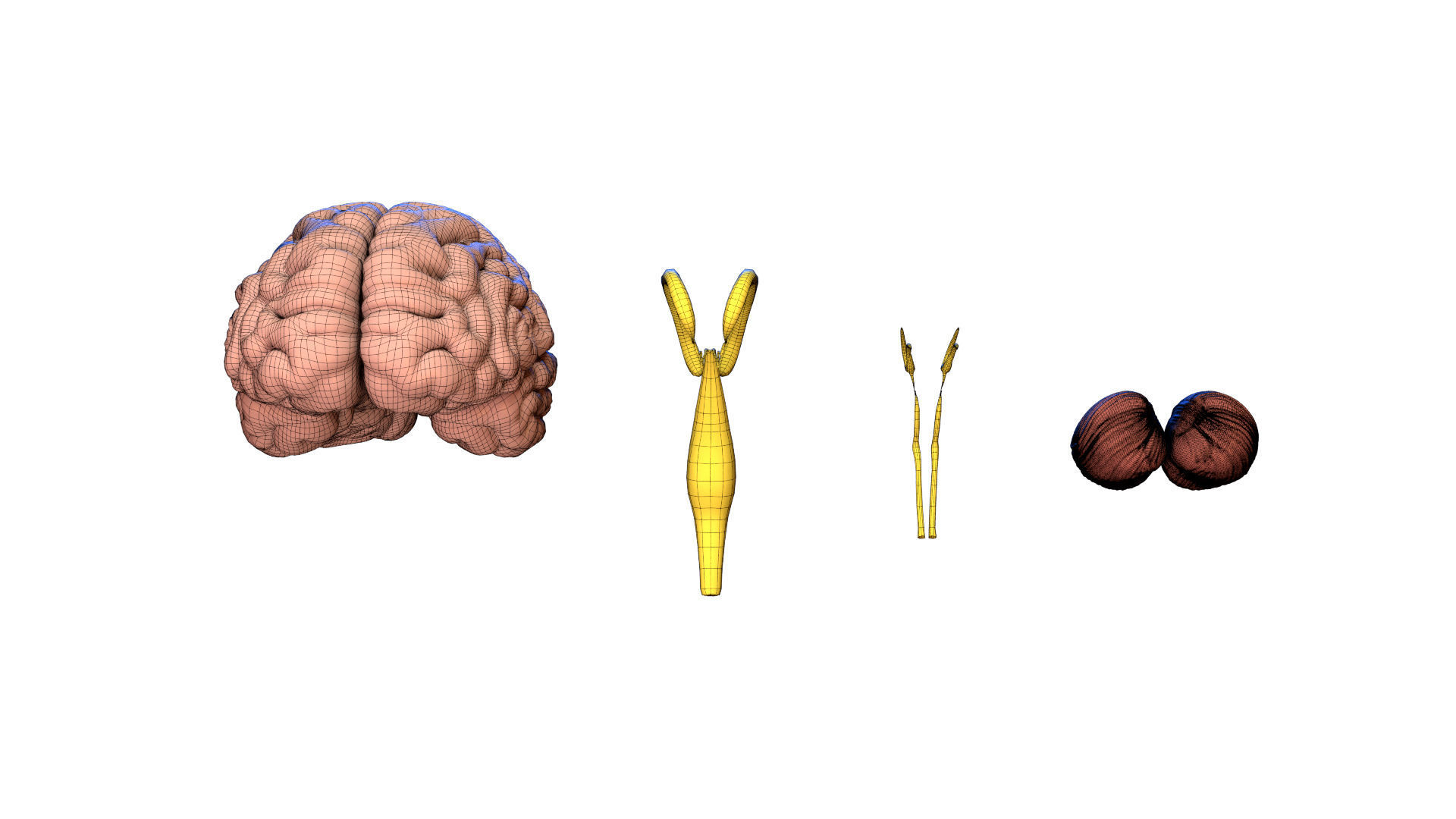 Human Brain 3D model Lymphatic System Low-poly 3D model_5