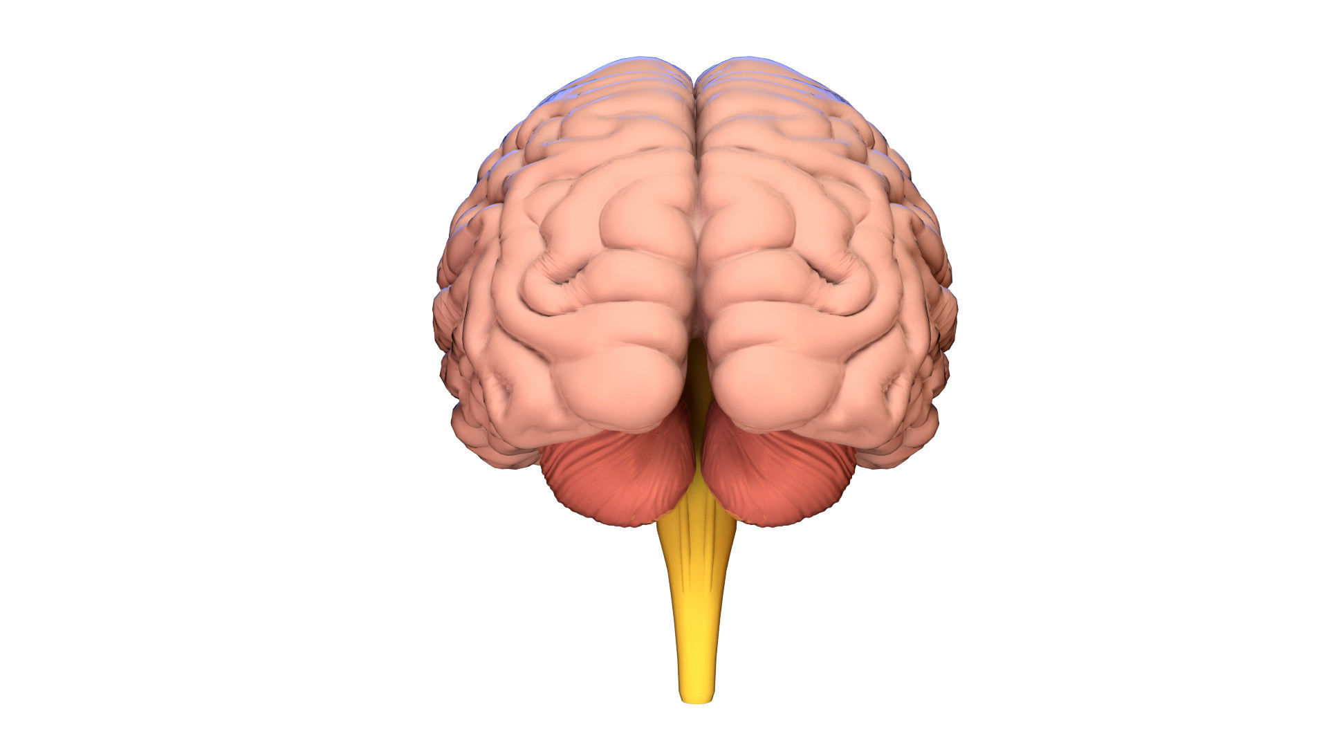 Human Brain 3D model Lymphatic System Low-poly 3D model_7