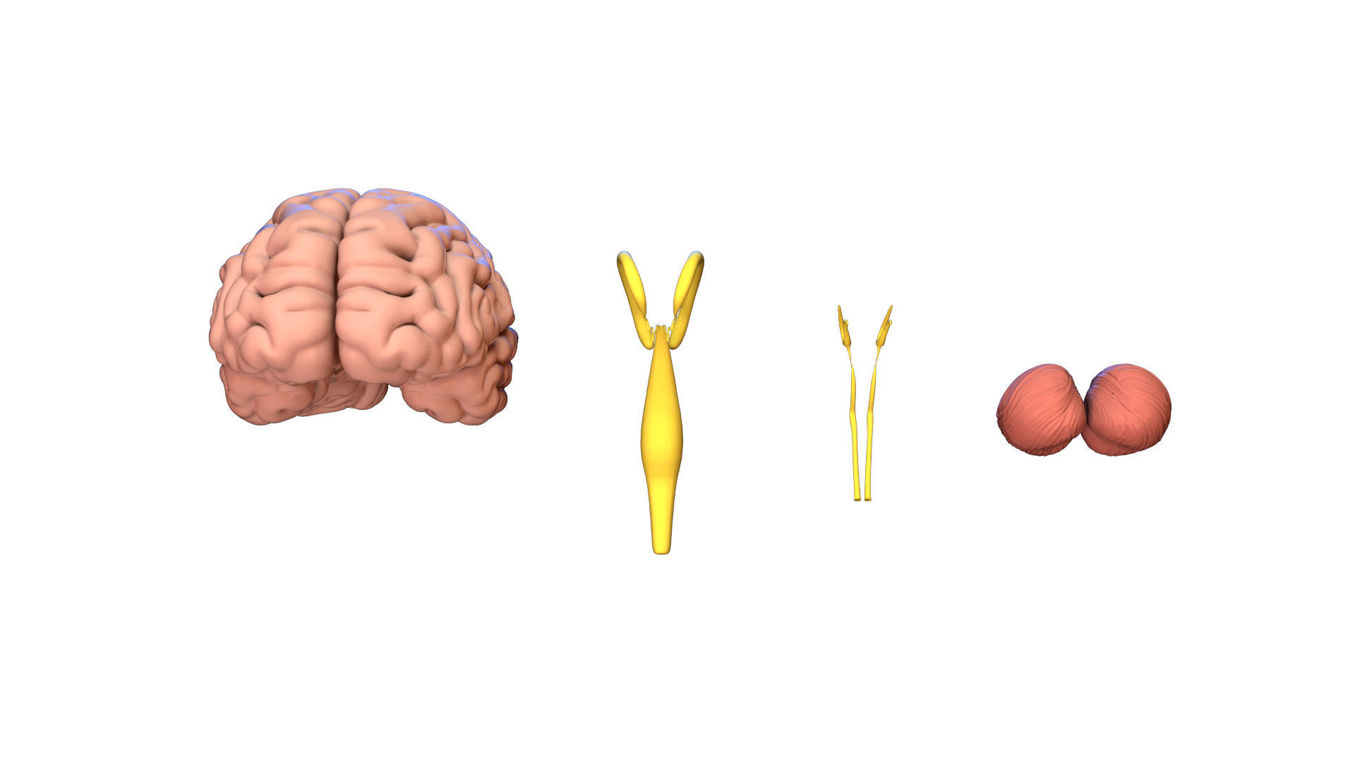 Human Brain 3D model Lymphatic System Low-poly 3D model_4