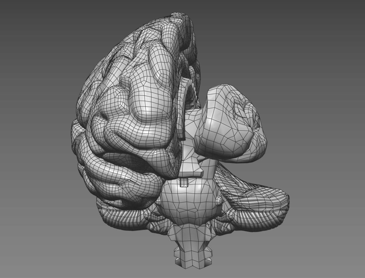 Human Brain with 4k textures 3D model_17