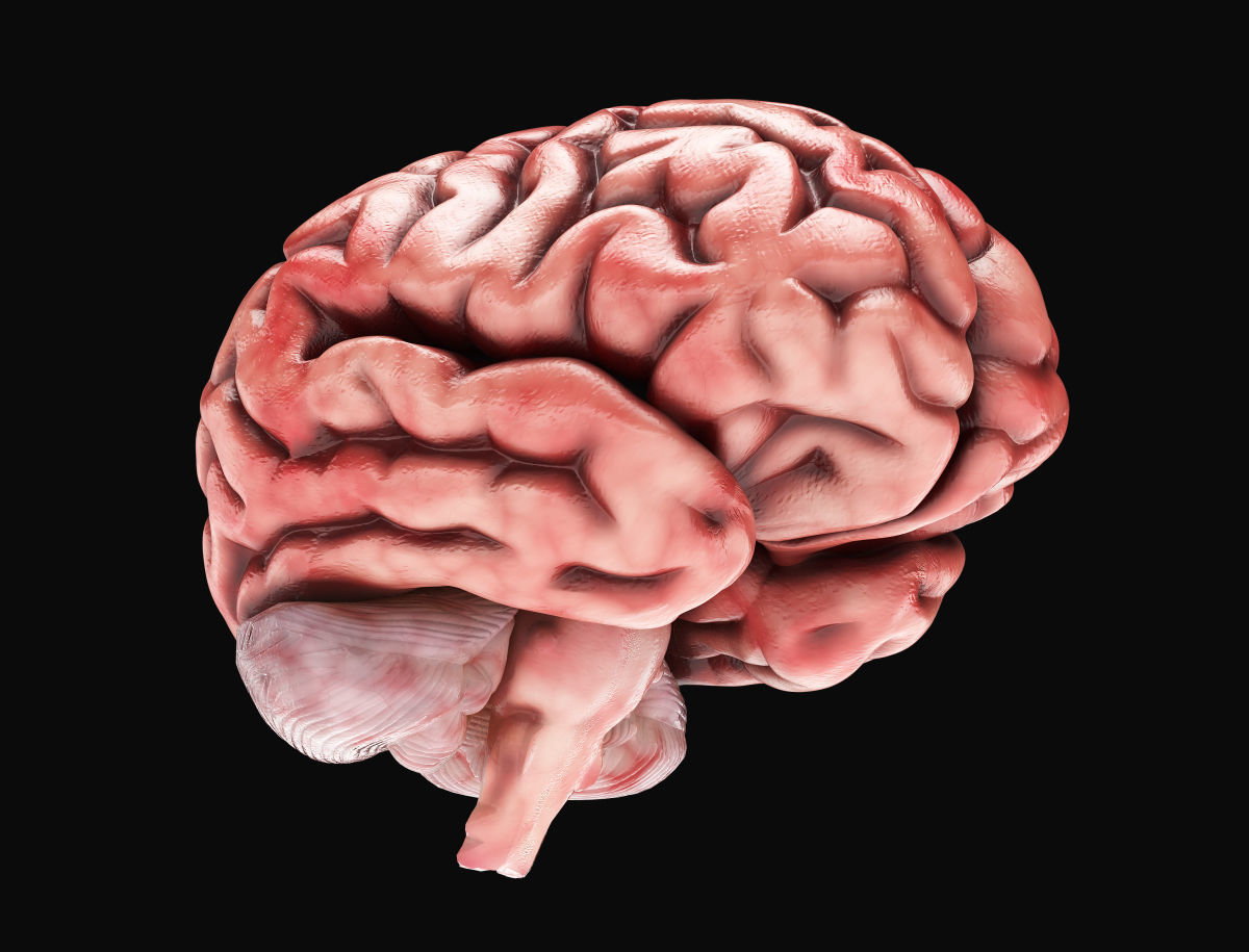 Human Brain with 4k textures 3D model_8