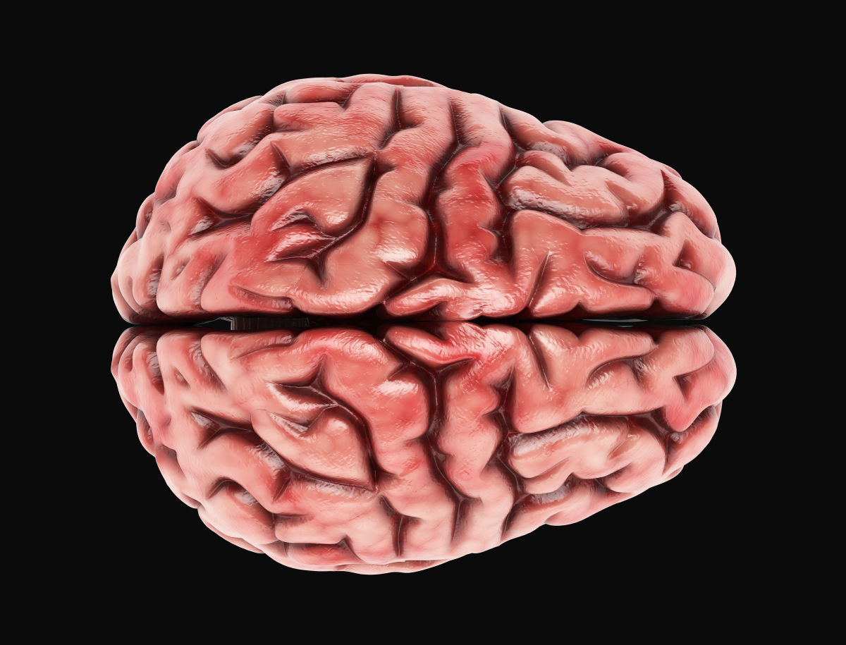 Human Brain with 4k textures 3D model_3