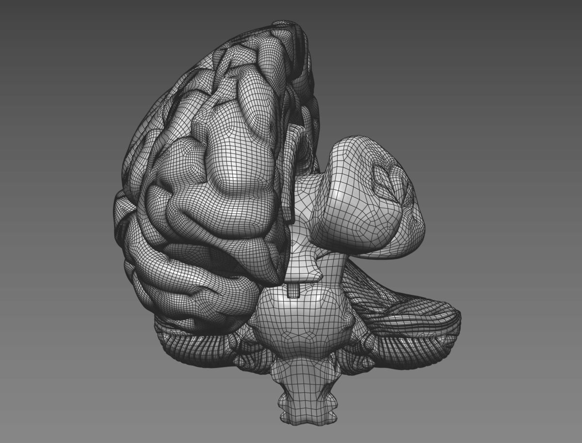 Human Brain with 4k textures 3D model_16
