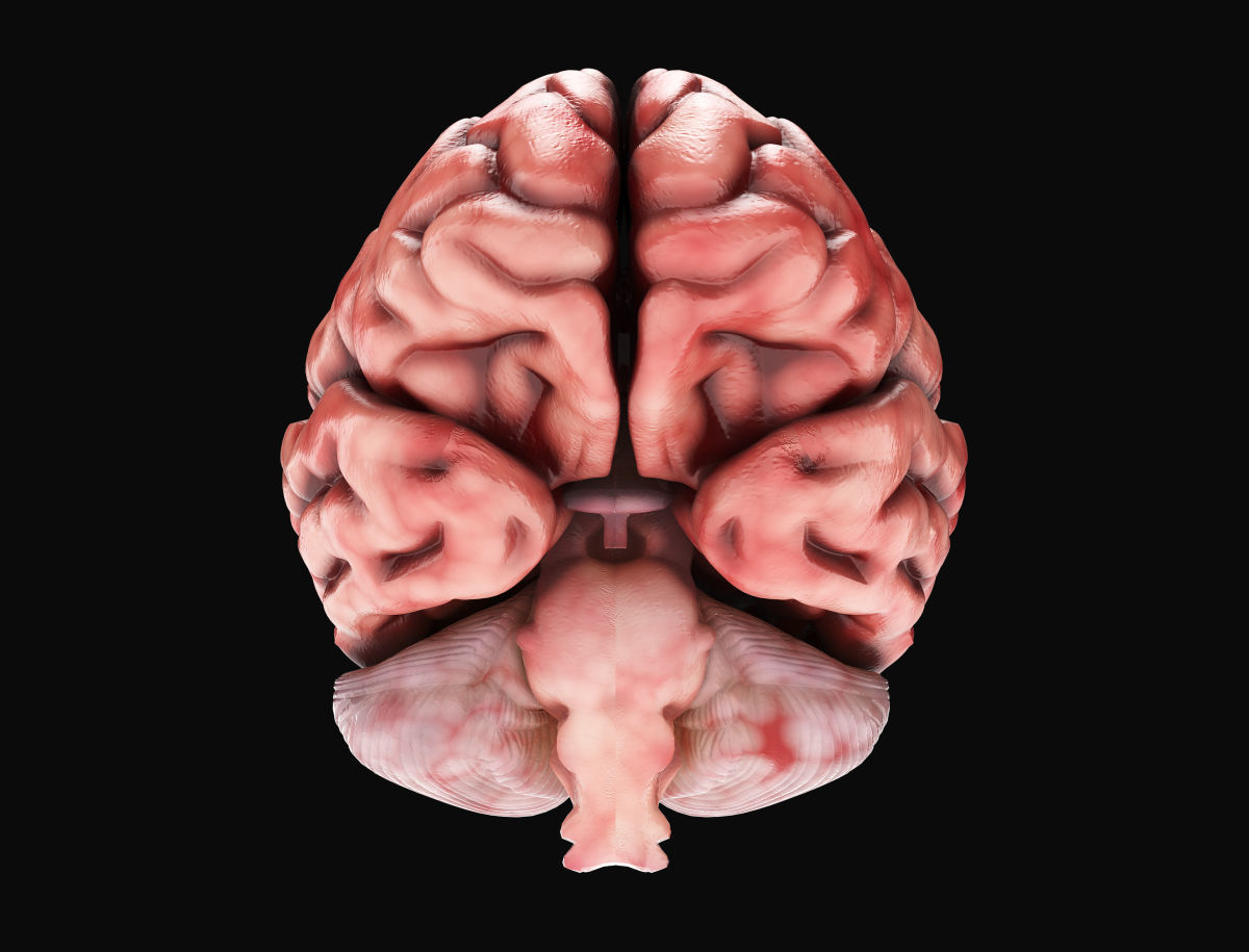 Human Brain with 4k textures 3D model_1