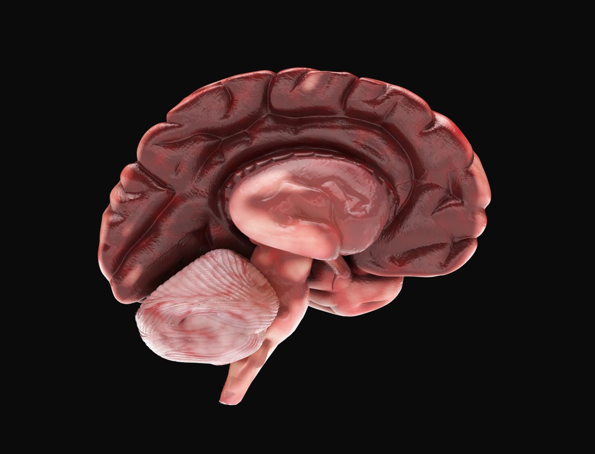 Human Brain with 4k textures 3D model_4