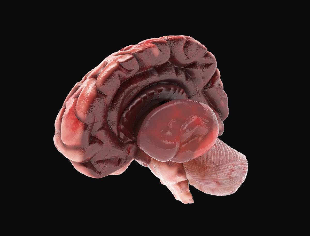 Human Brain with 4k textures 3D model_15