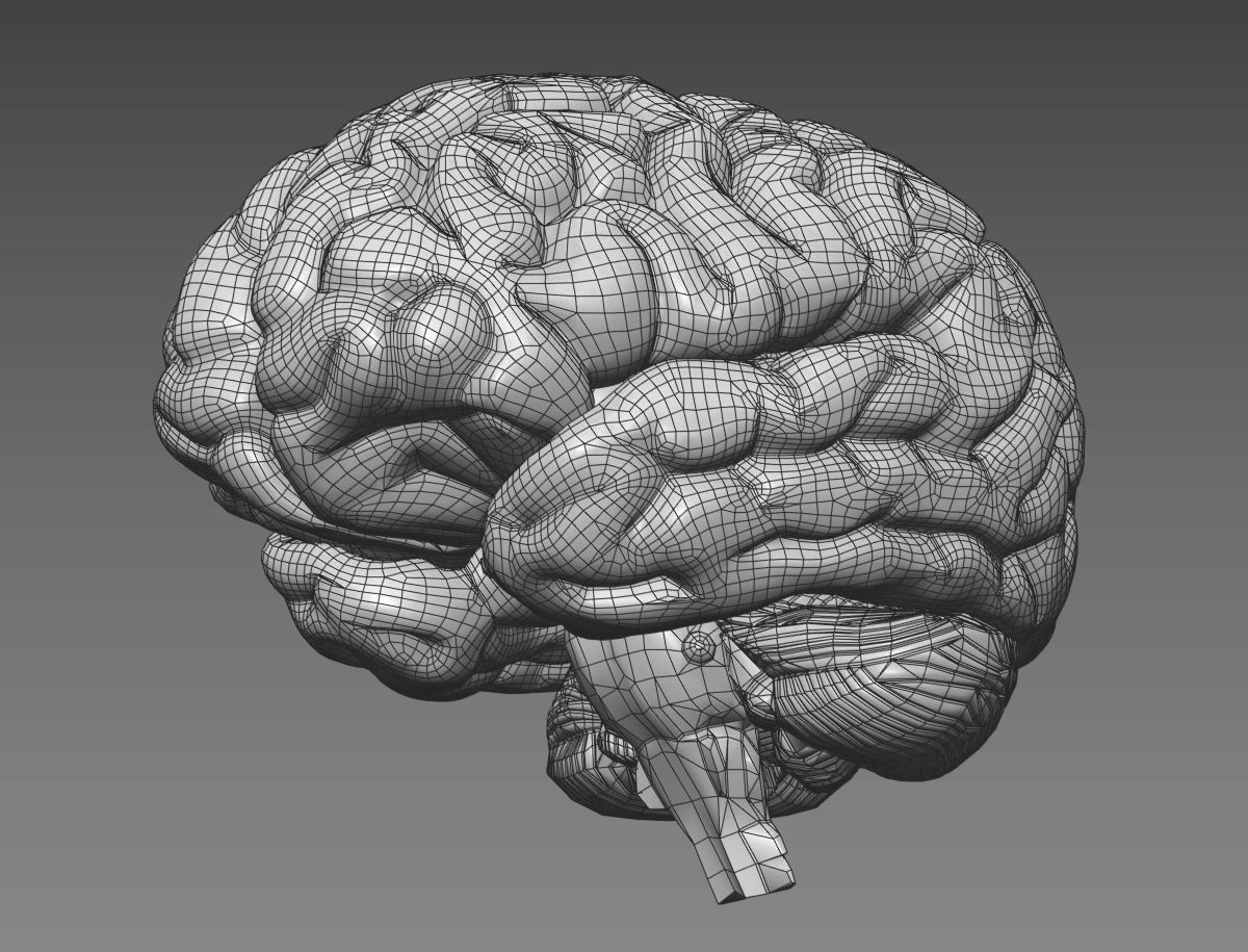 Human Brain with 4k textures 3D model_19