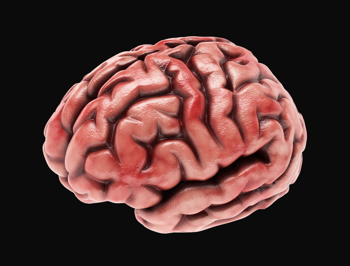Human Brain with 4k textures 3D model_14