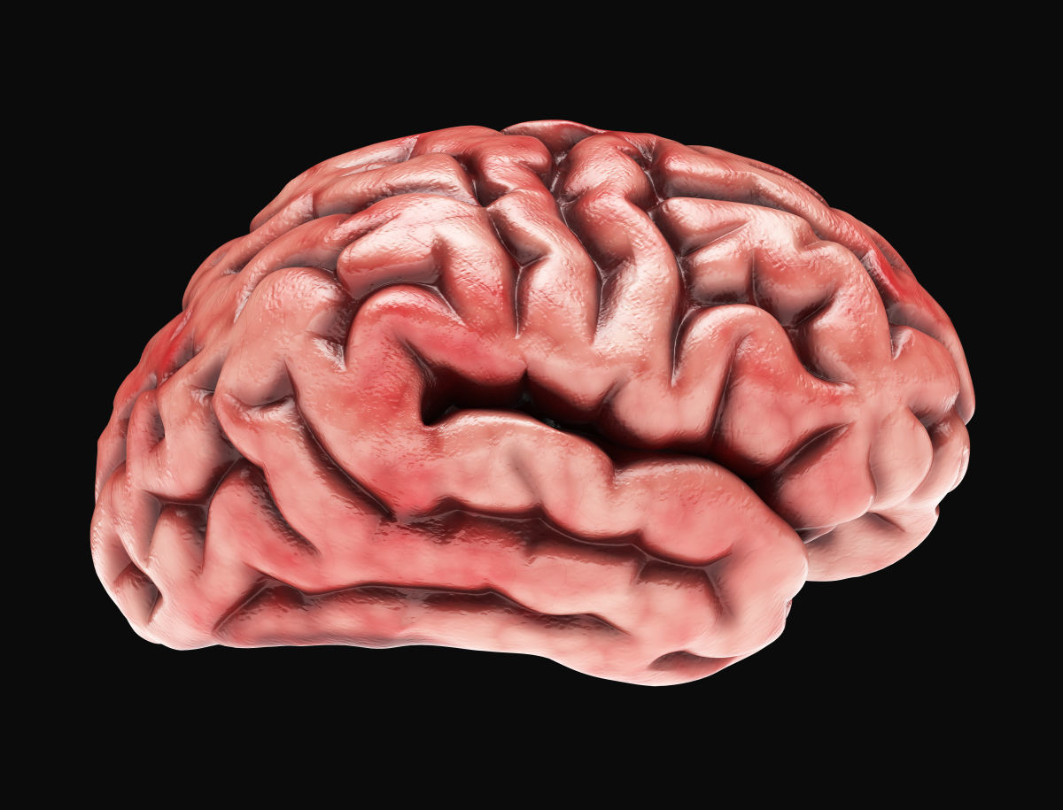 Human Brain with 4k textures 3D model_12