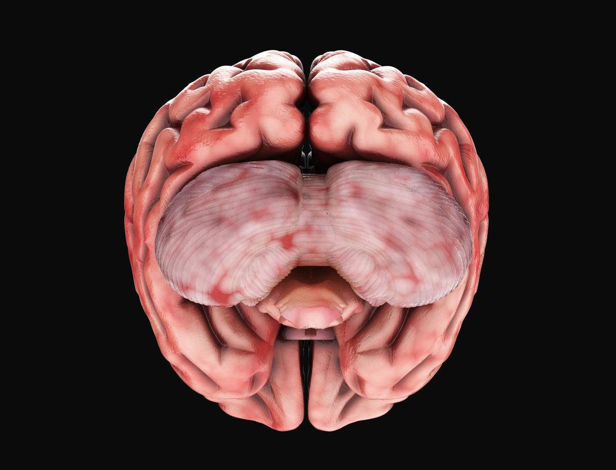 Human Brain with 4k textures 3D model_9