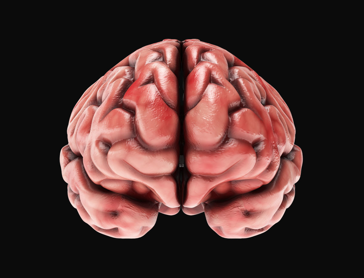 Human Brain with 4k textures 3D model_11