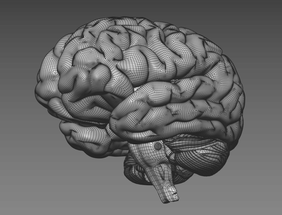 Human Brain with 4k textures 3D model_18
