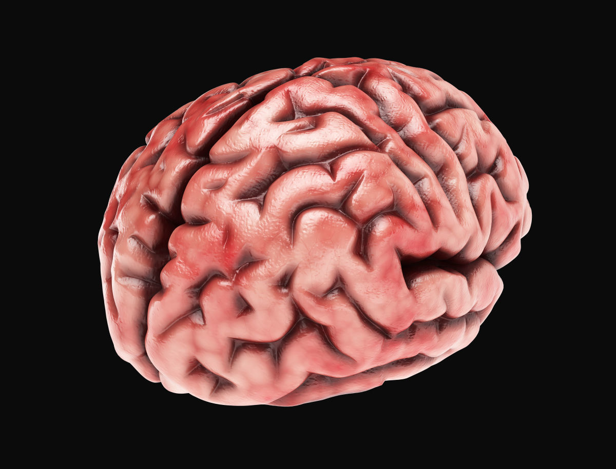 Human Brain with 4k textures 3D model_13