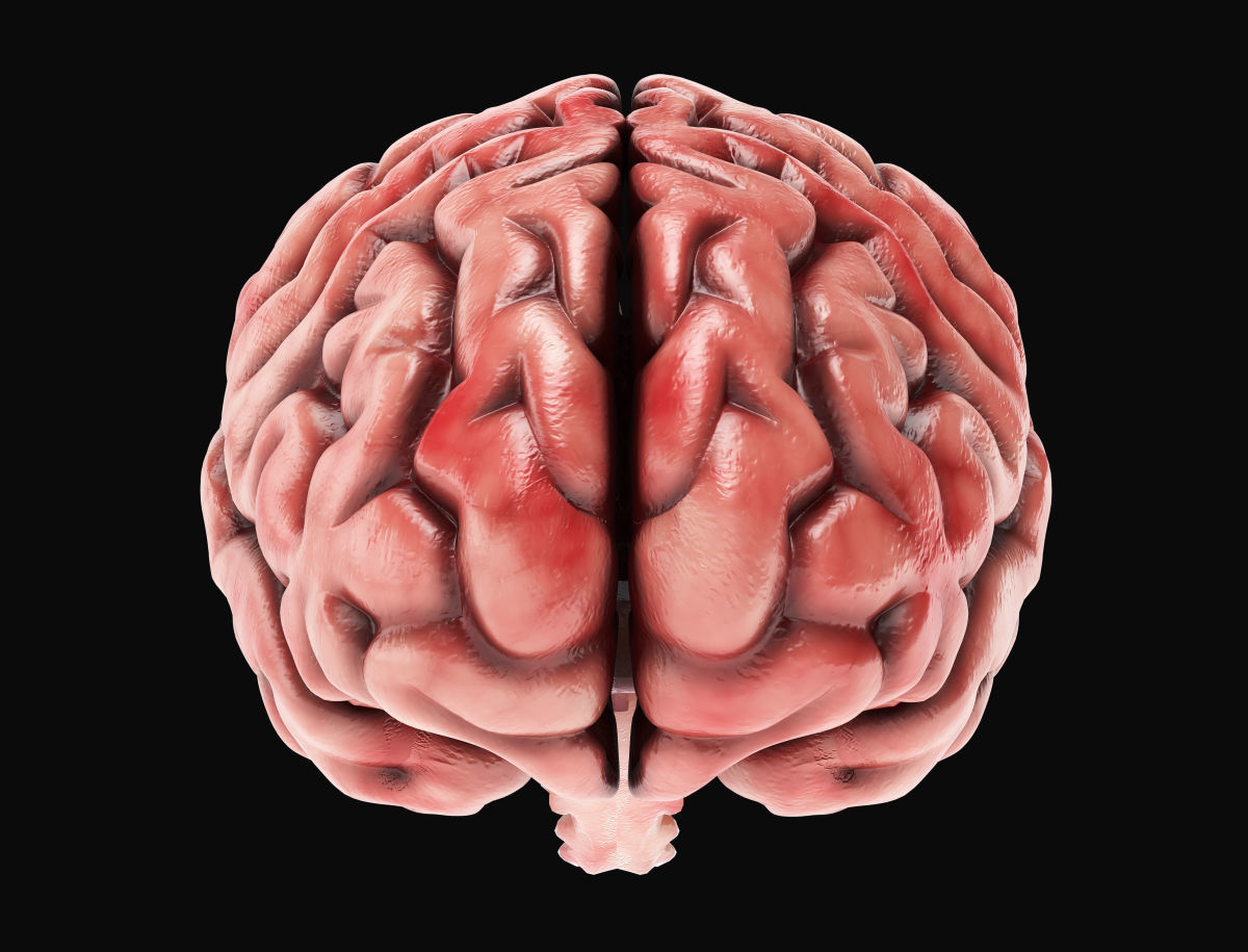 Human Brain with 4k textures 3D model_7