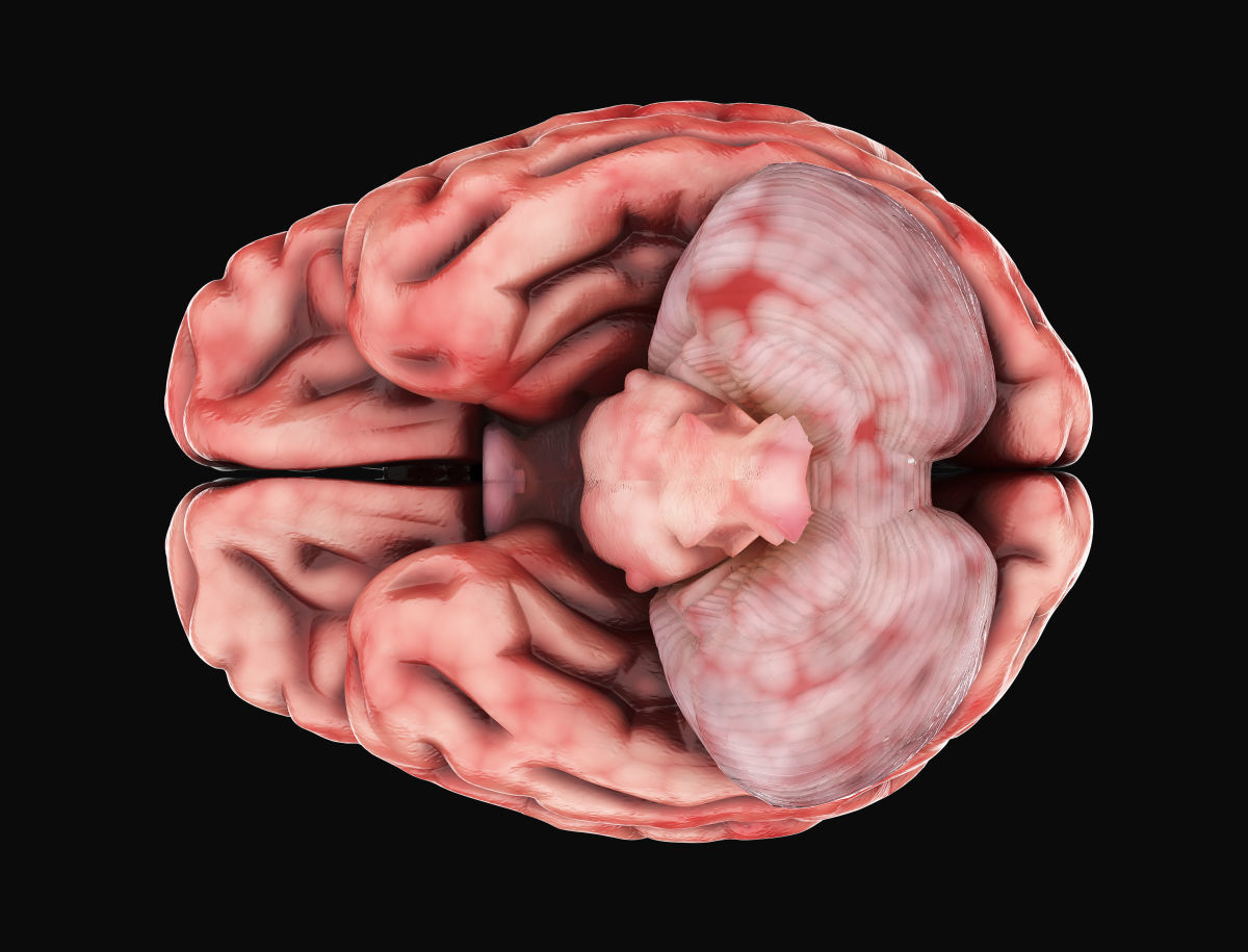 Human Brain with 4k textures 3D model_10