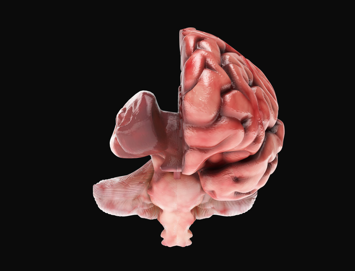 Human Brain with 4k textures 3D model_2