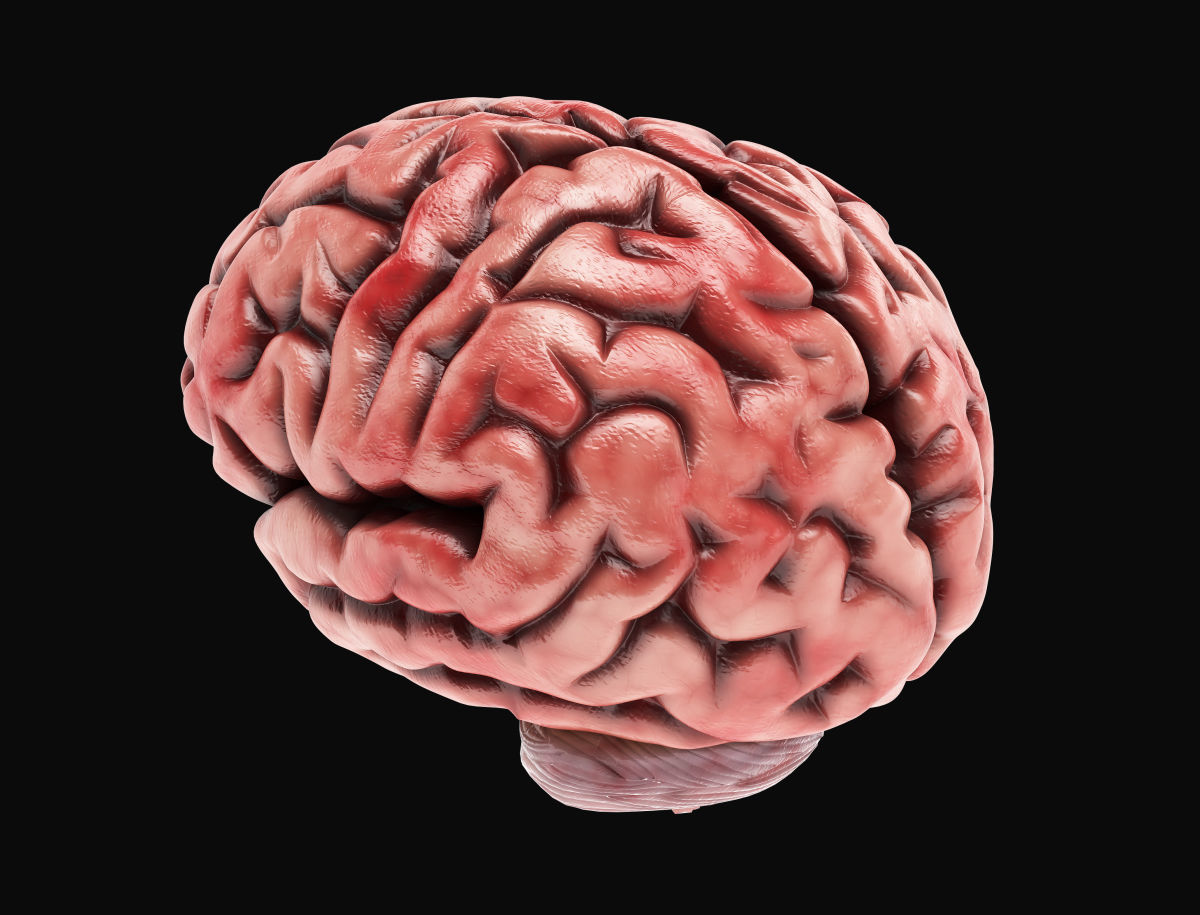 Human Brain with 4k textures 3D model_6