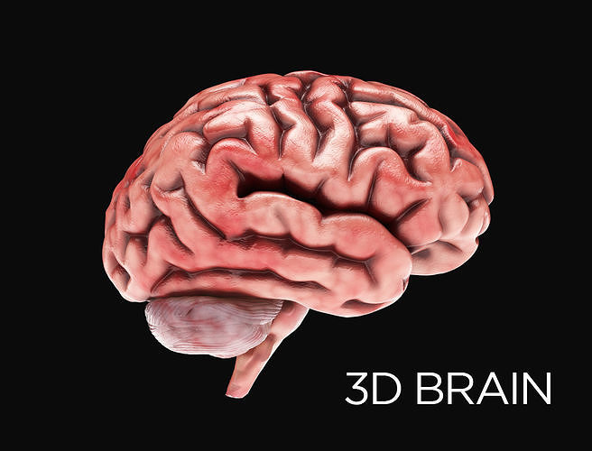 Human Brain with 4k textures 3D model