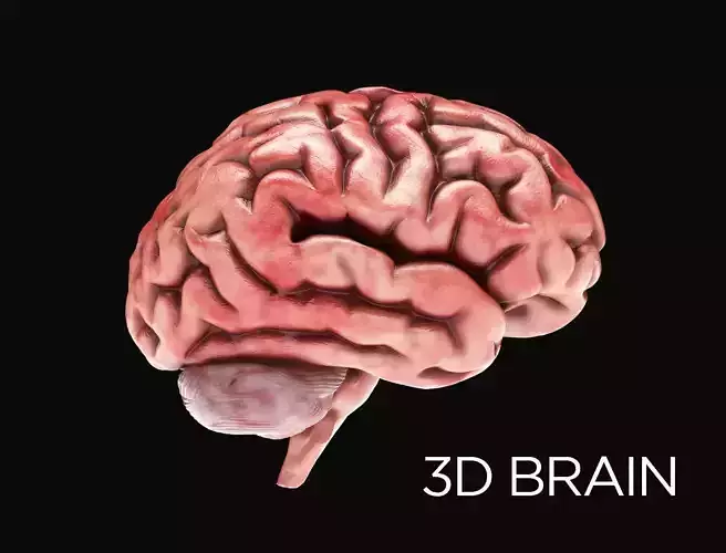 Human Brain with 4k textures 3D model