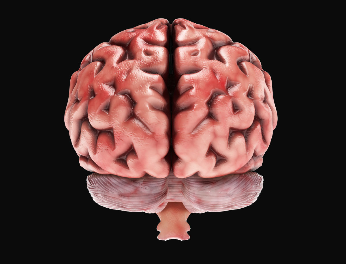 Human Brain with 4k textures 3D model_5