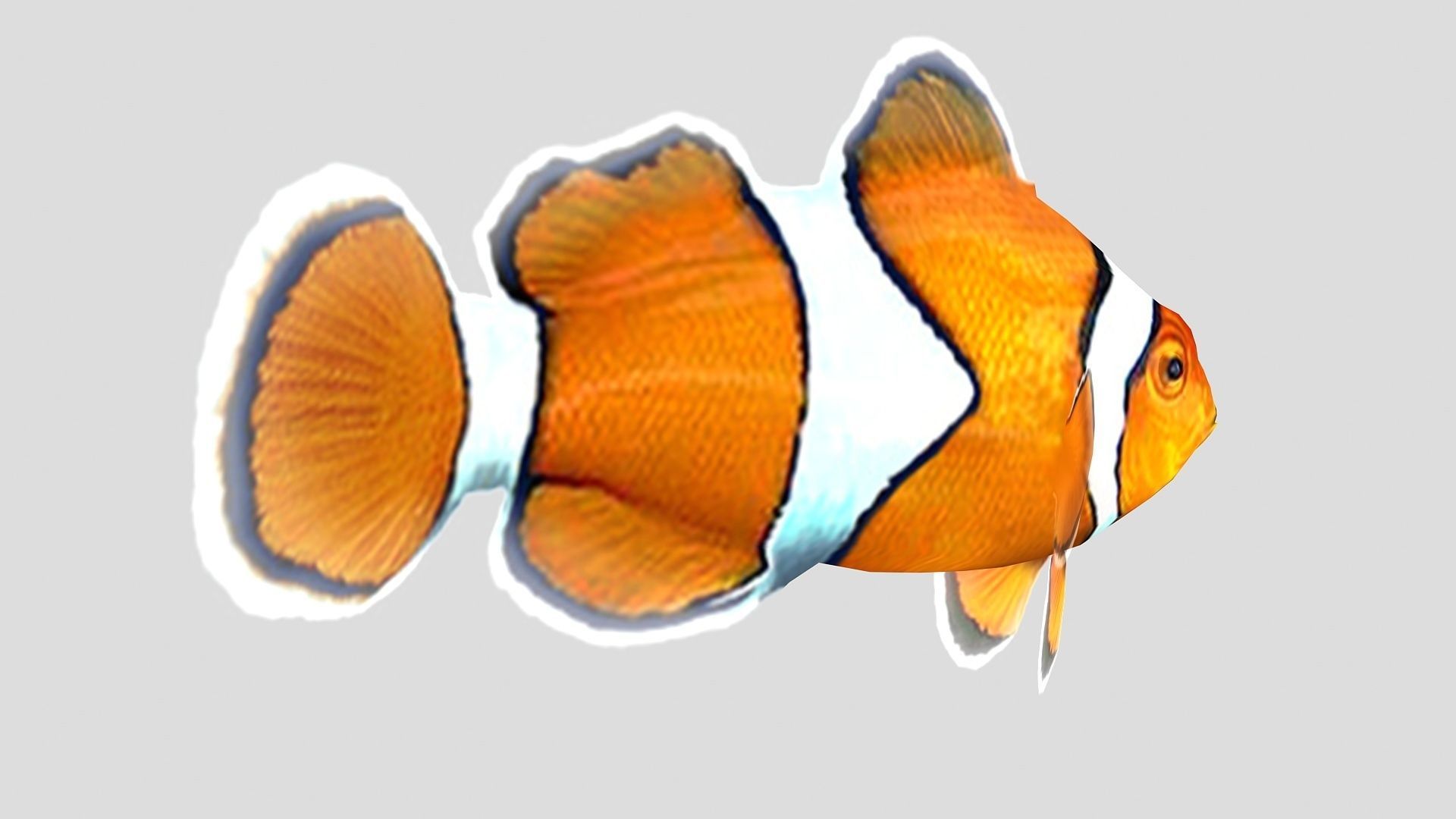 Clownfish Tropical Fish Low-poly 3D model_3